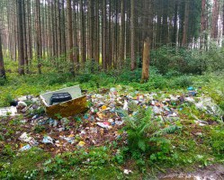 Экоактивистами был организован субботник в сосновом бору микрорайона Колодня
