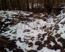 Региональный оператор разберётся со свалкой в деревне Шабаново